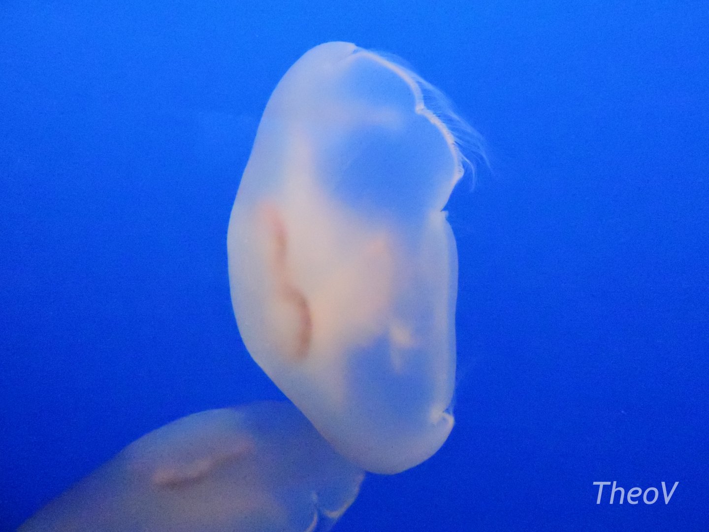 Moon jellyfish [2015]