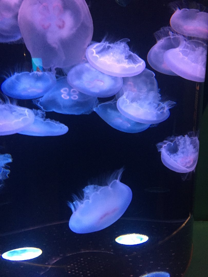 Moon jellyfish 3-18-2018
