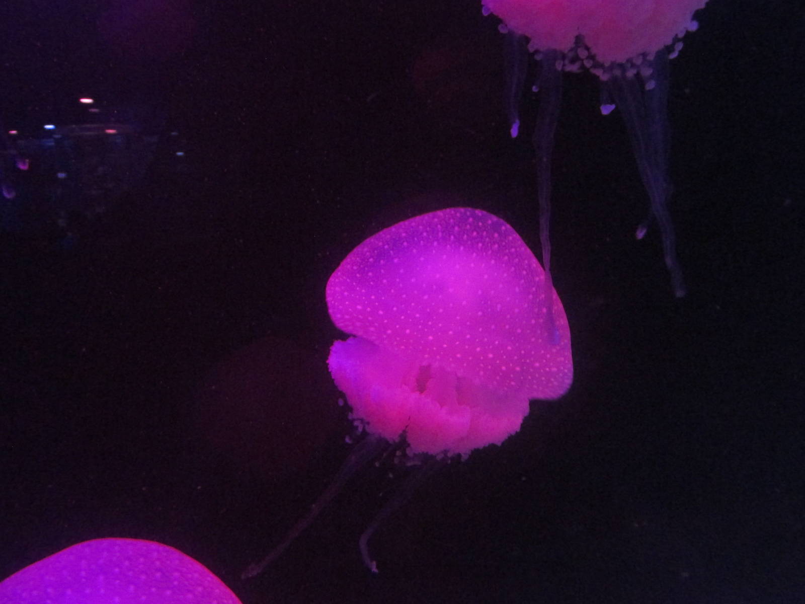 moon jellyfish acuario inbursa