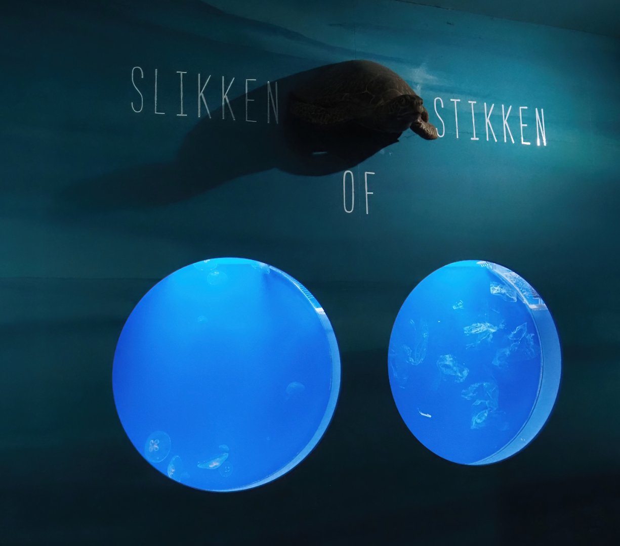 Moon jellyfish and plastic in the sea comparison display (Now gone), 2024-06-30