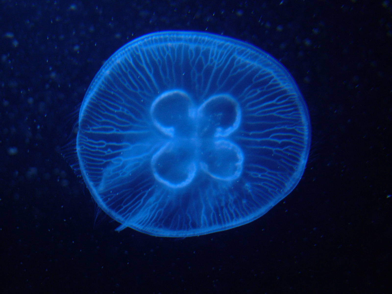 Moon Jellyfish at Berlin Zoo Aquarium, 31/08/11