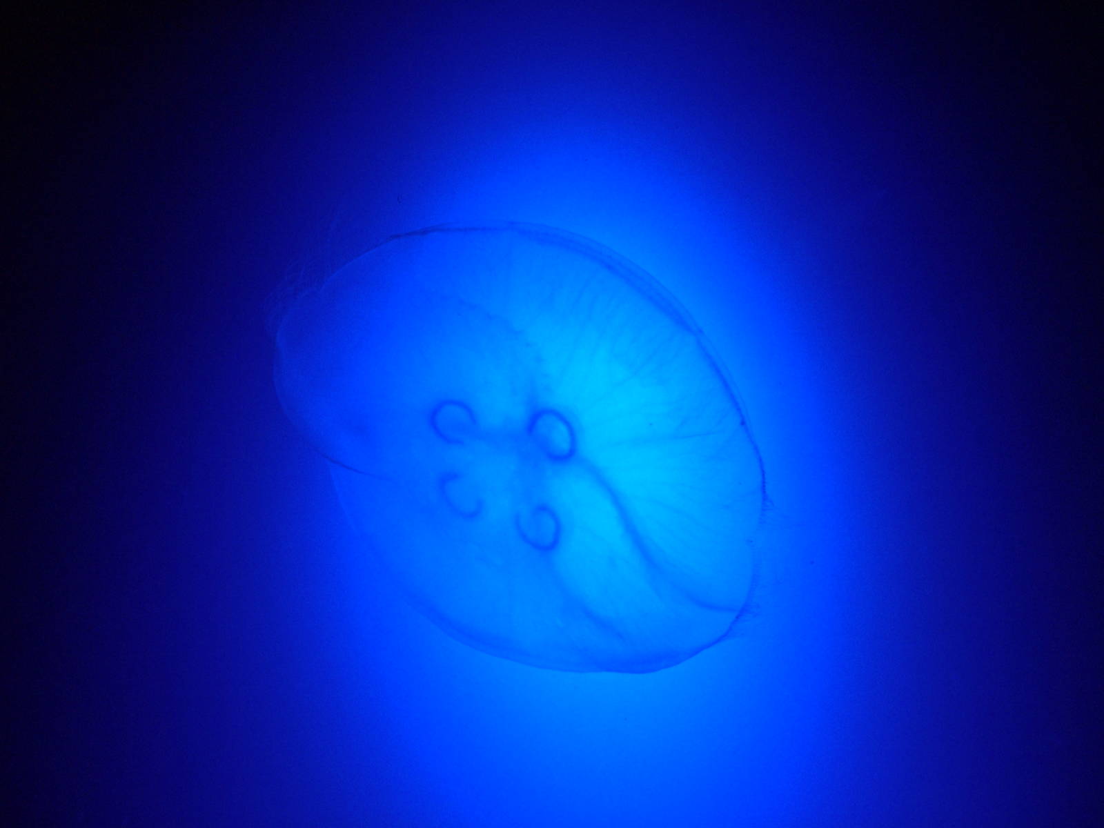 Moon Jellyfish at Blue Reef Bristol 19/12/09