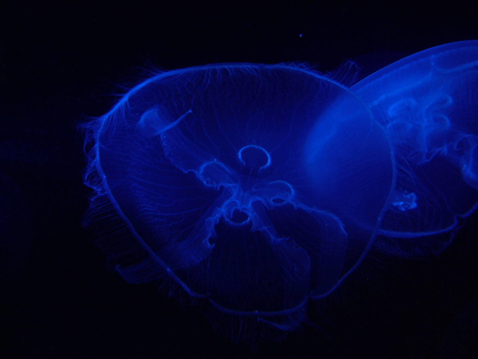 Moon Jellyfish at Oceanografic, 29/05/11