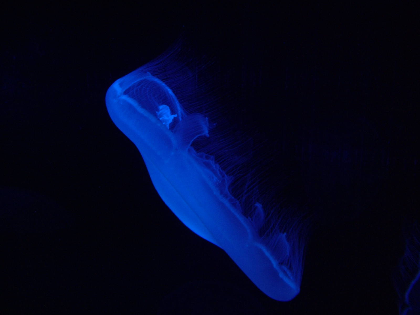 Moon Jellyfish at Oceanografic, 29/05/11