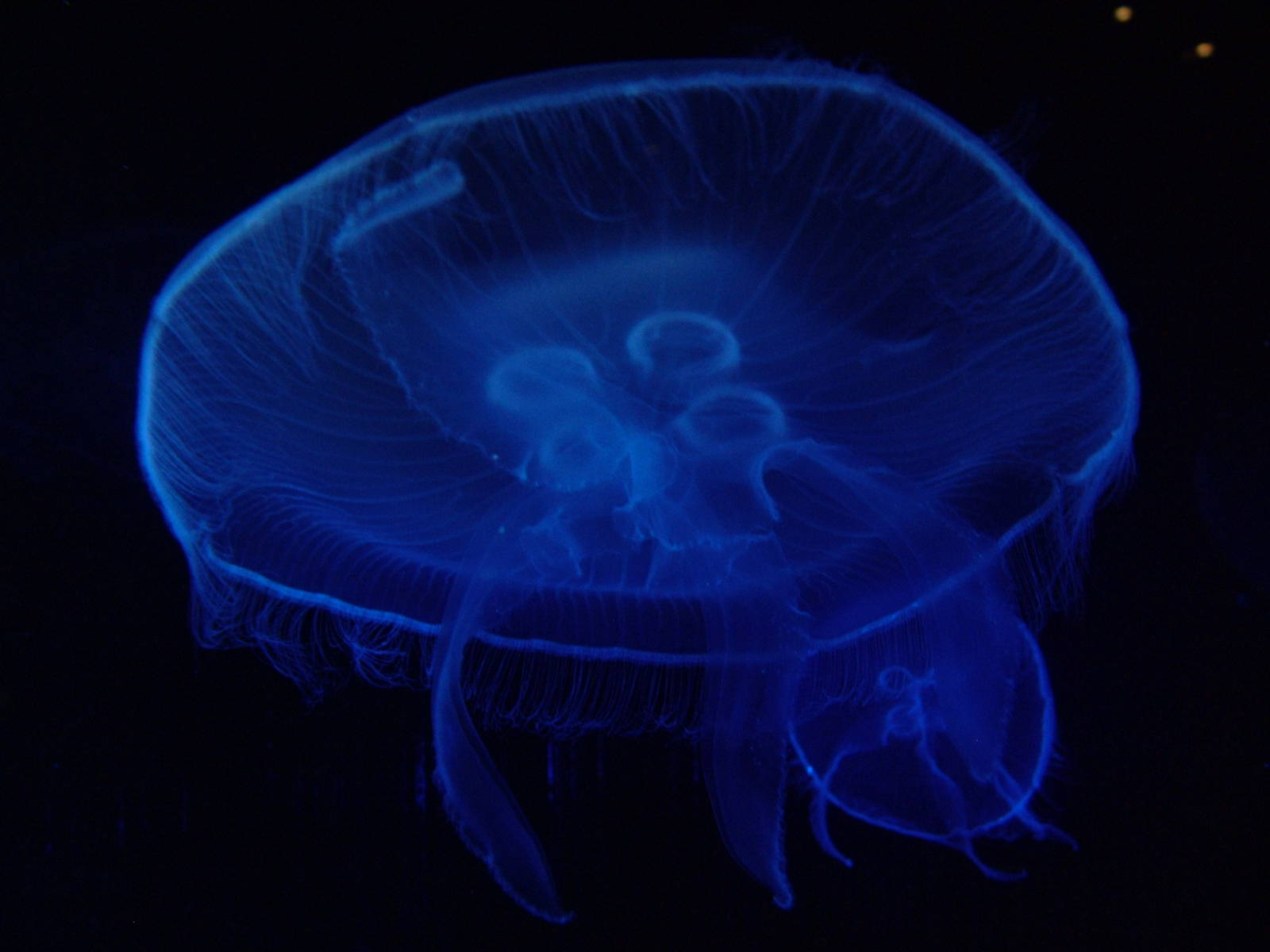 Moon Jellyfish at Oceanografic, 29/05/11