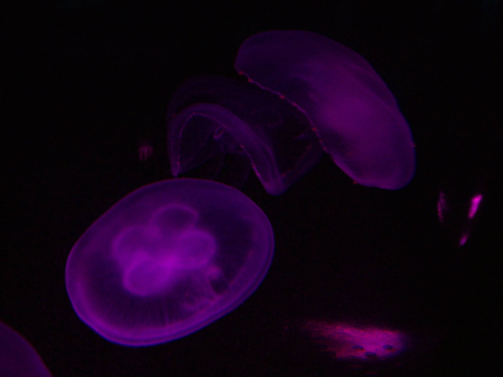 Moon Jellyfish at SeaLife Berlin, 05/09/11