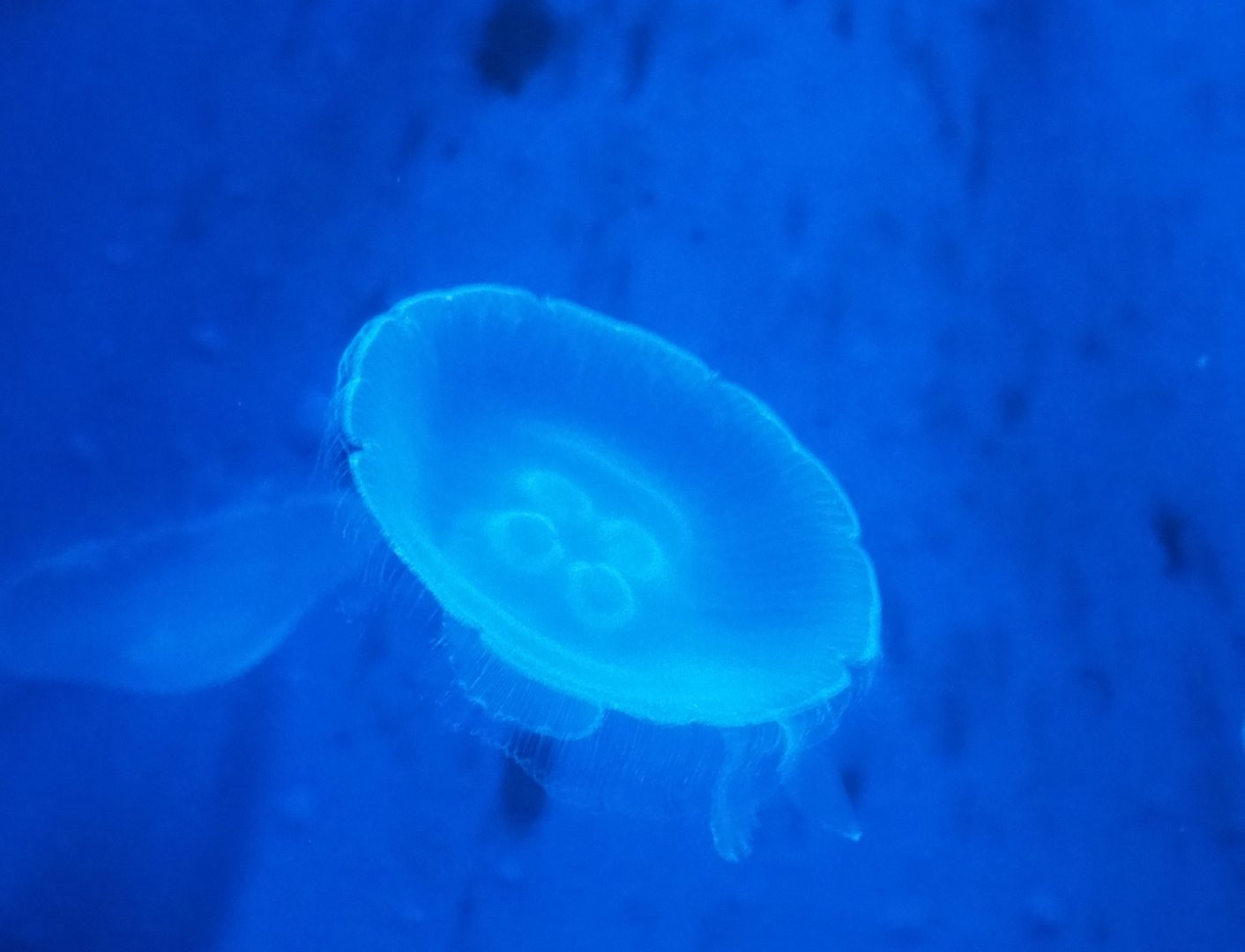 Moon jellyfish (Aurelia aurita), Nov 10th, 2018
