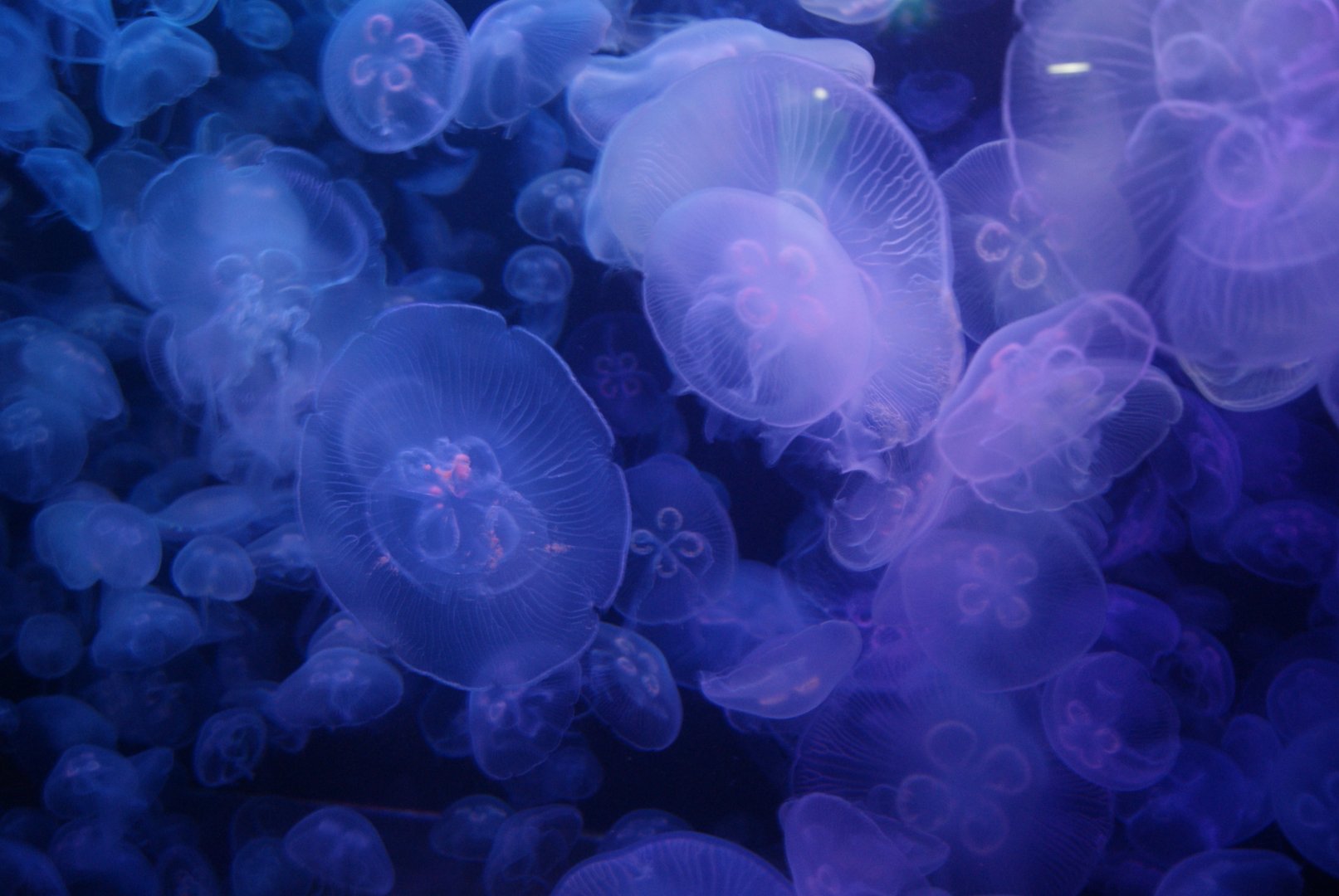 Moon jellyfish (Aurelia aurita)