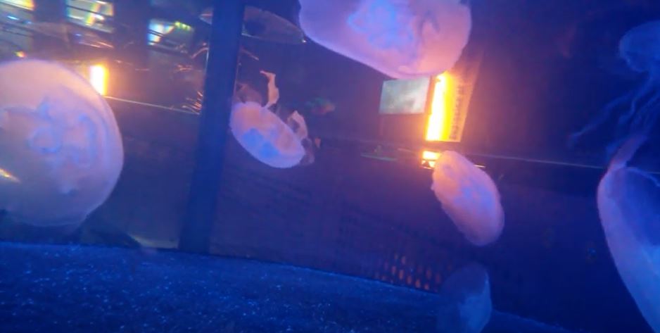 Moon Jellyfish (Aurelia aurita)