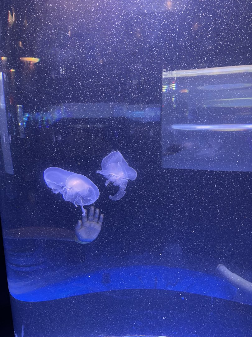 moon jellyfish (aurelia labiata) - BX Sea