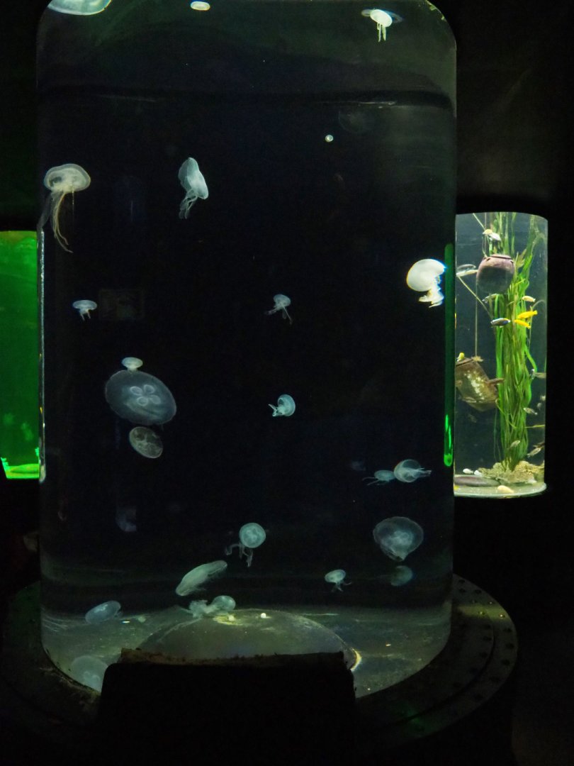 Moon jellyfish cylinder tank, 2019-10-05