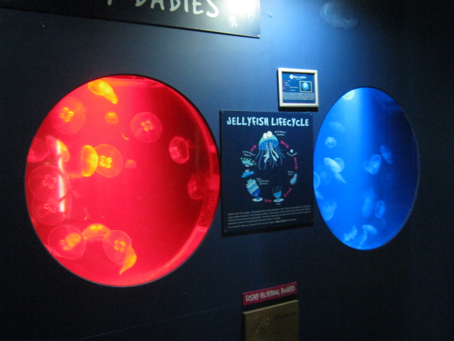 Moon Jellyfish exhibit 2015