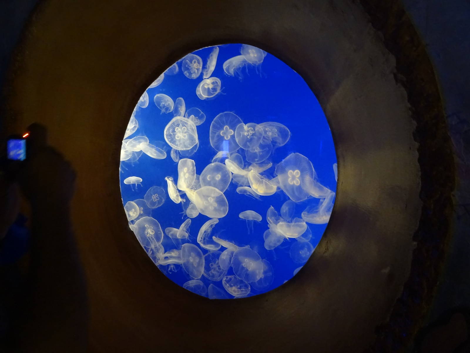 Moon Jellyfish Exhibit at SeaWorld Orlando