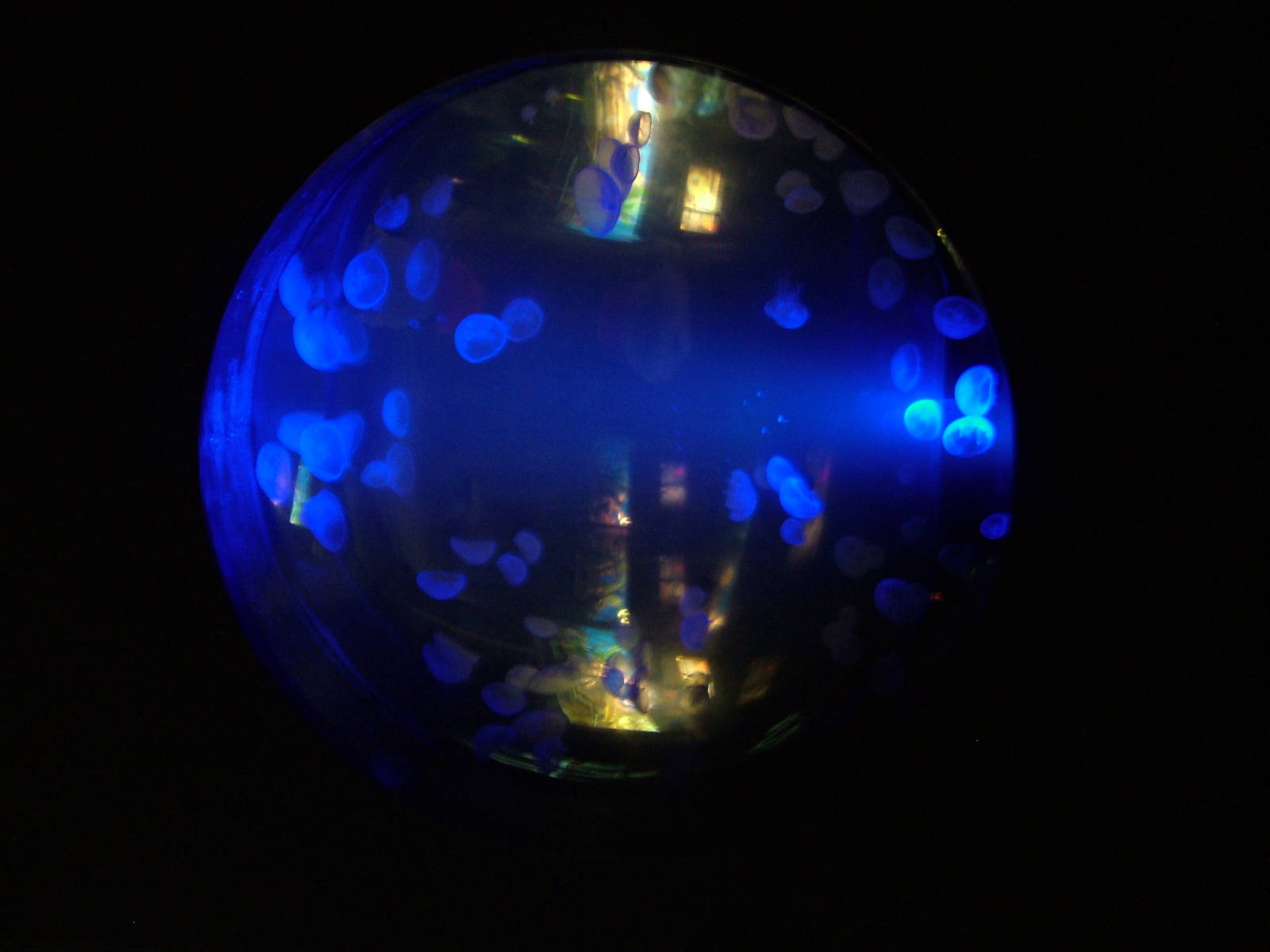 Moon Jellyfish Exhibit in Venom at Faunia, 27/05/11