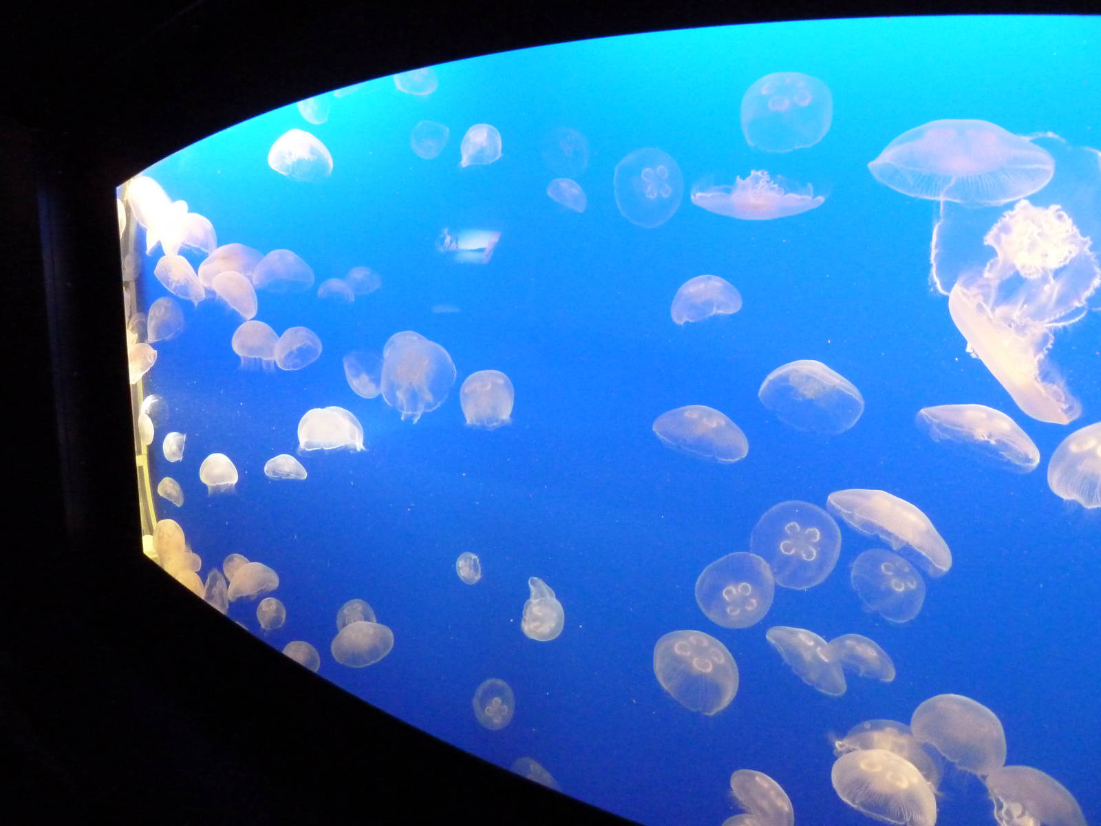 Moon Jellyfish Exhibit