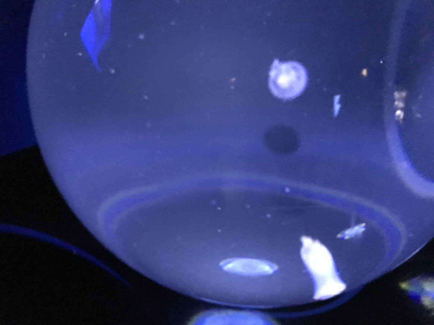 Moon jellyfish exhibit(?)