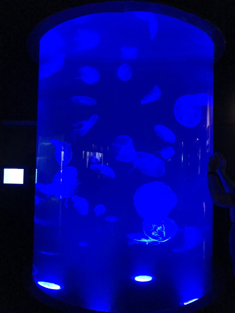 Moon jellyfish exhibit