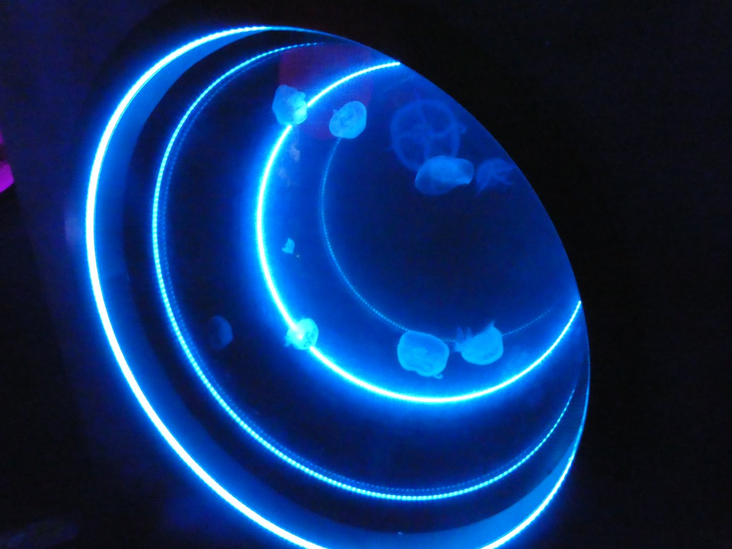 Moon jellyfish exhibit