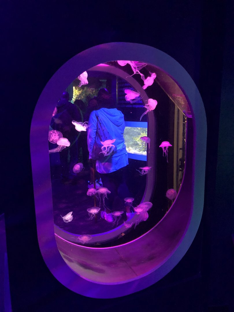 Moon Jellyfish Tank at SEA LIFE Scarborough (September 2022)