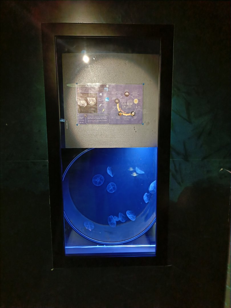 Moon Jellyfish tank - Marinarium de Concarneau