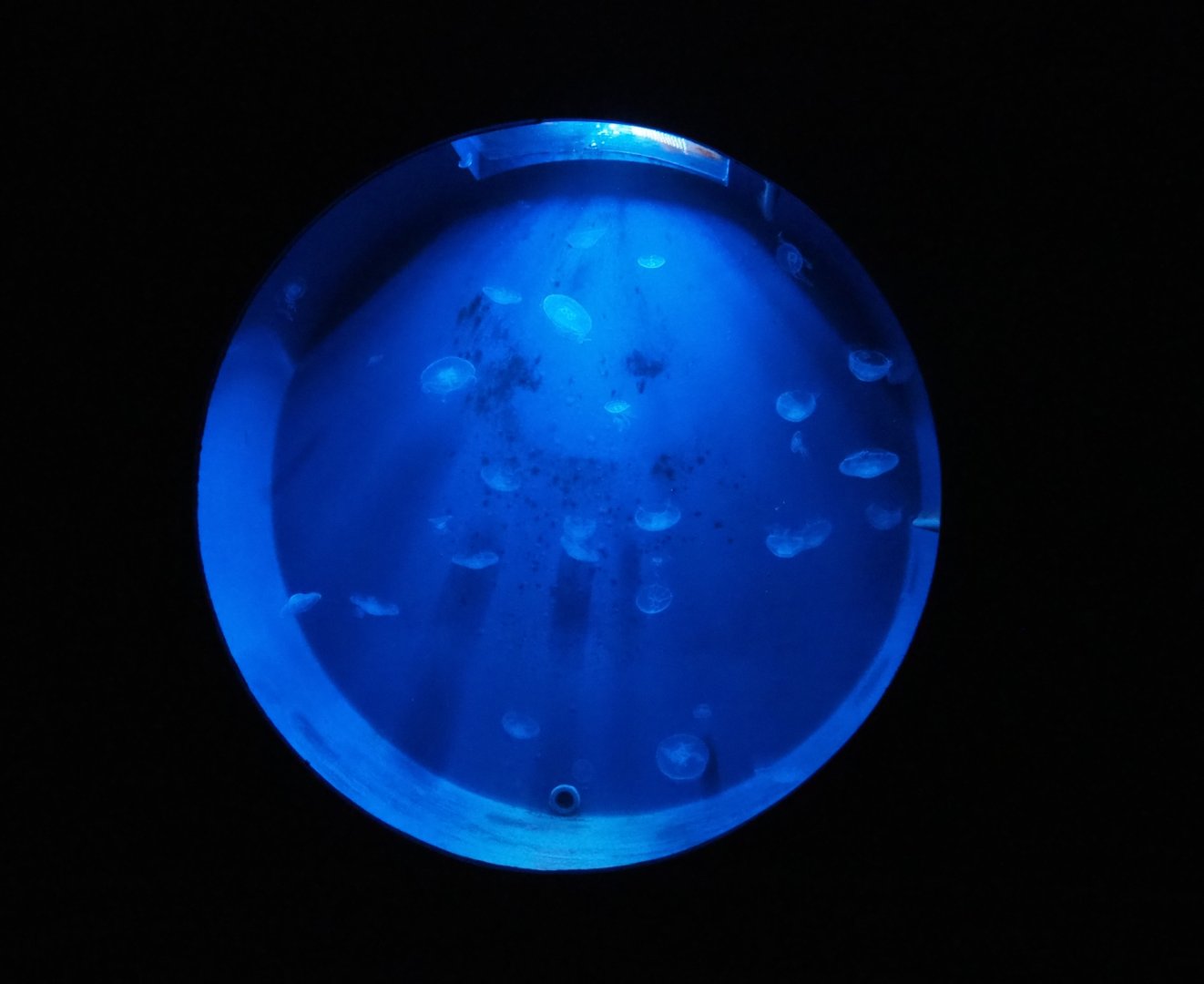 Moon jellyfish tank (Nov 10th, 2018)