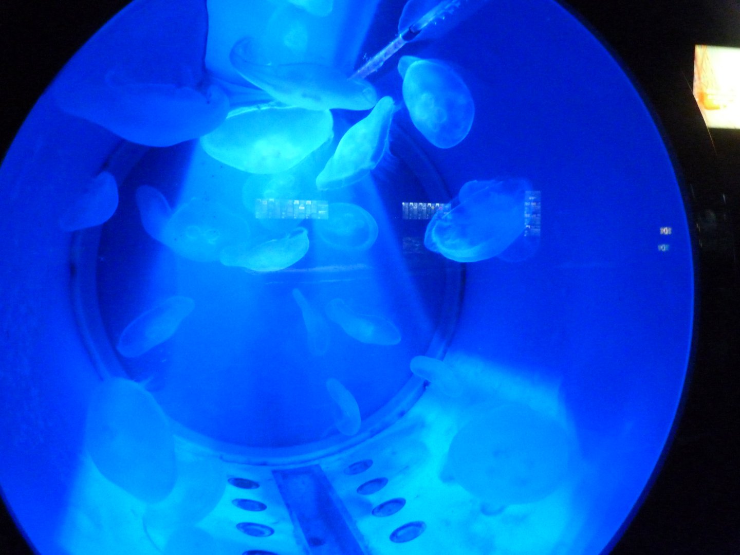 Moon jellyfish tank -Zoo Aquarium de Madrid (2025)