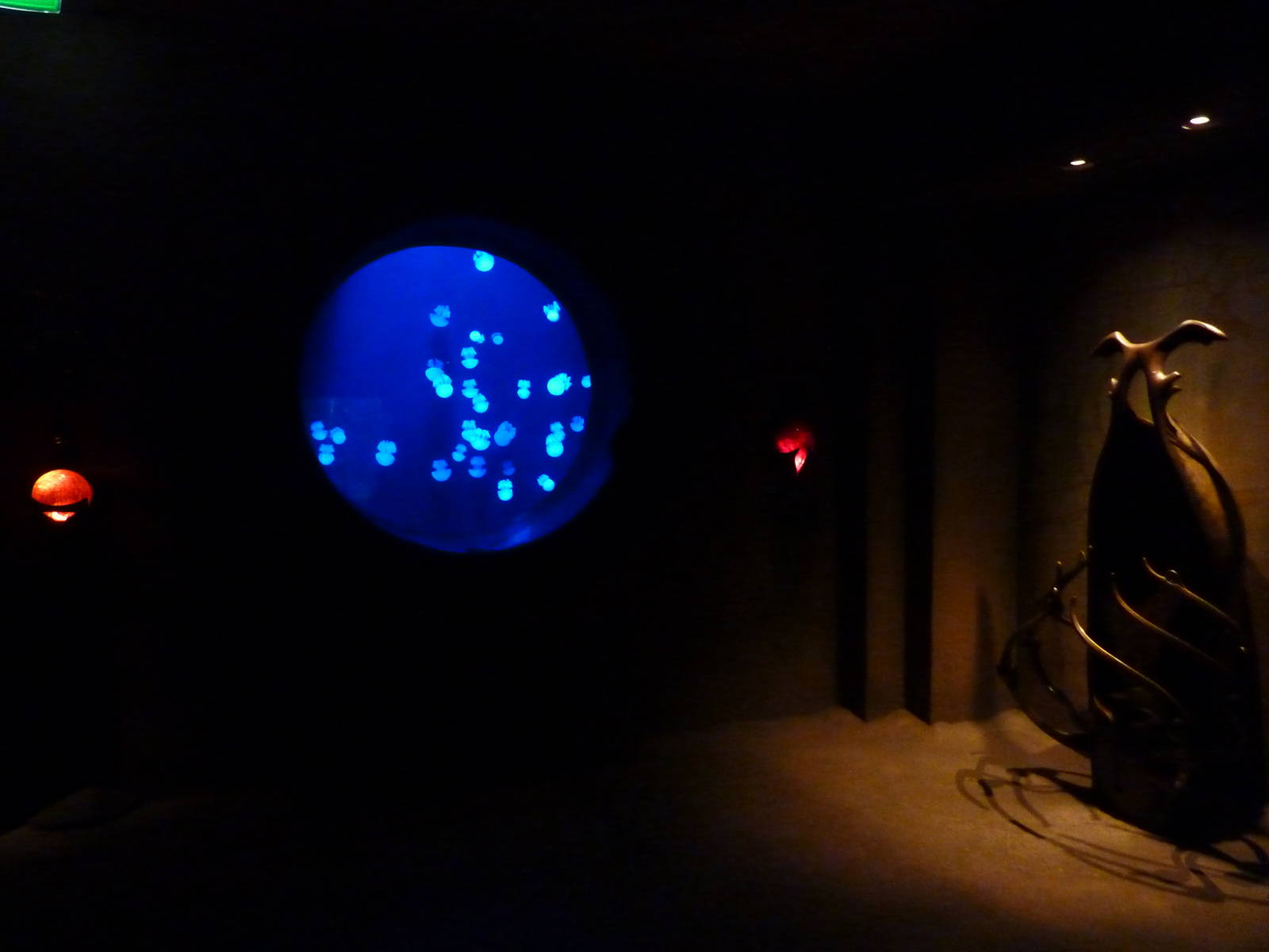 Moon jellyfish tank