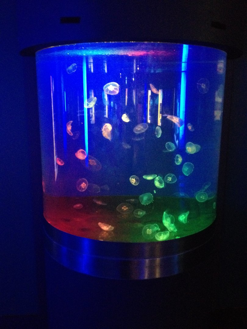 Moon Jellyfish Tank