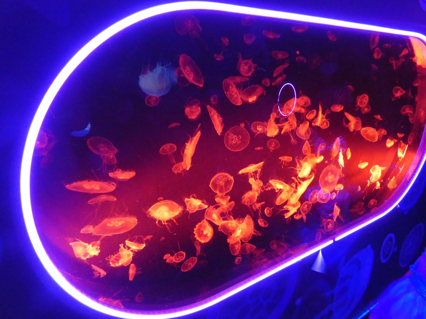 Moon jellyfish tank