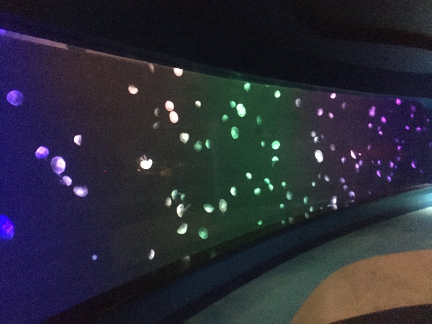 Moon jellyfish tank