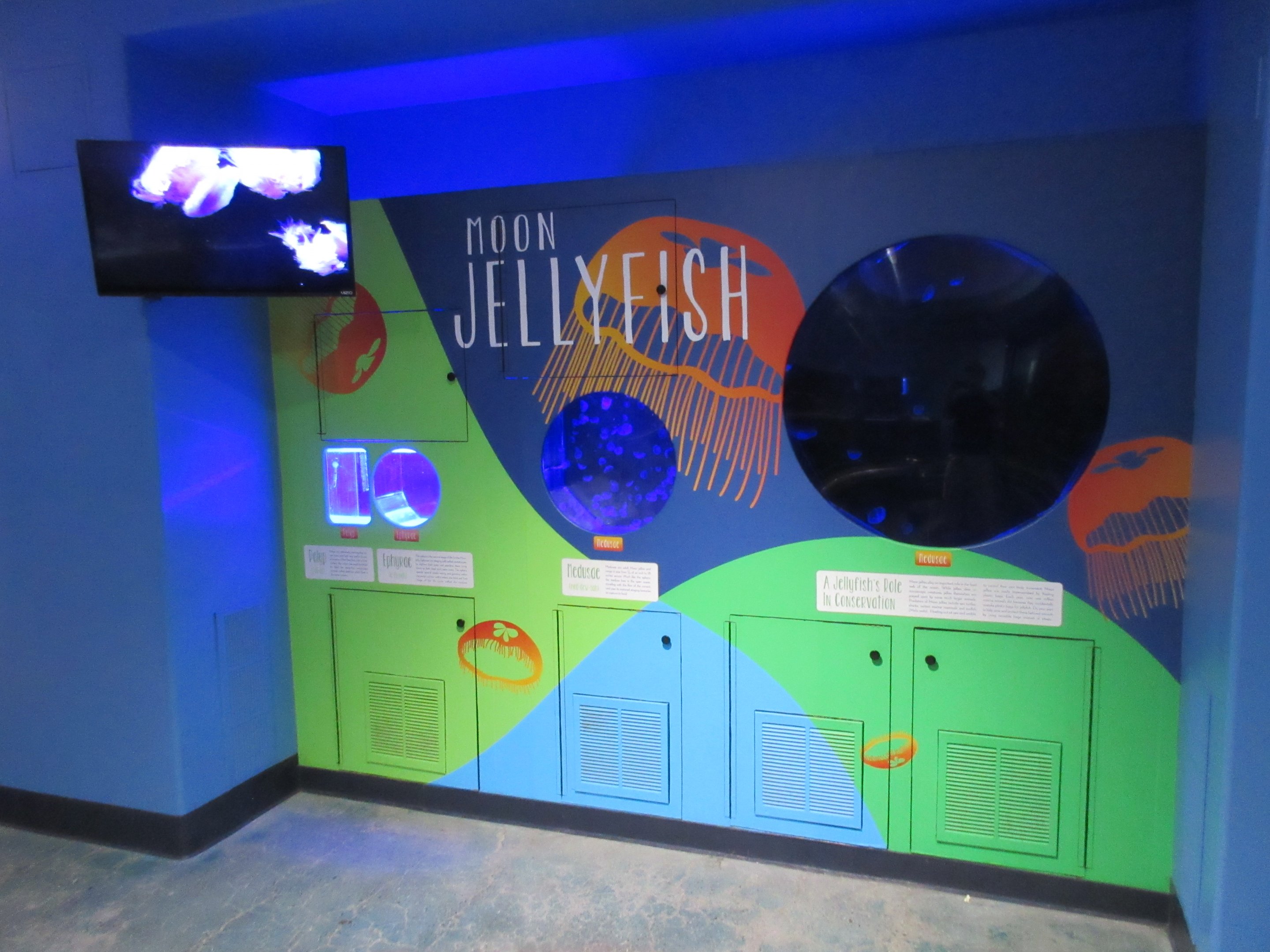 Moon Jellyfish Tanks