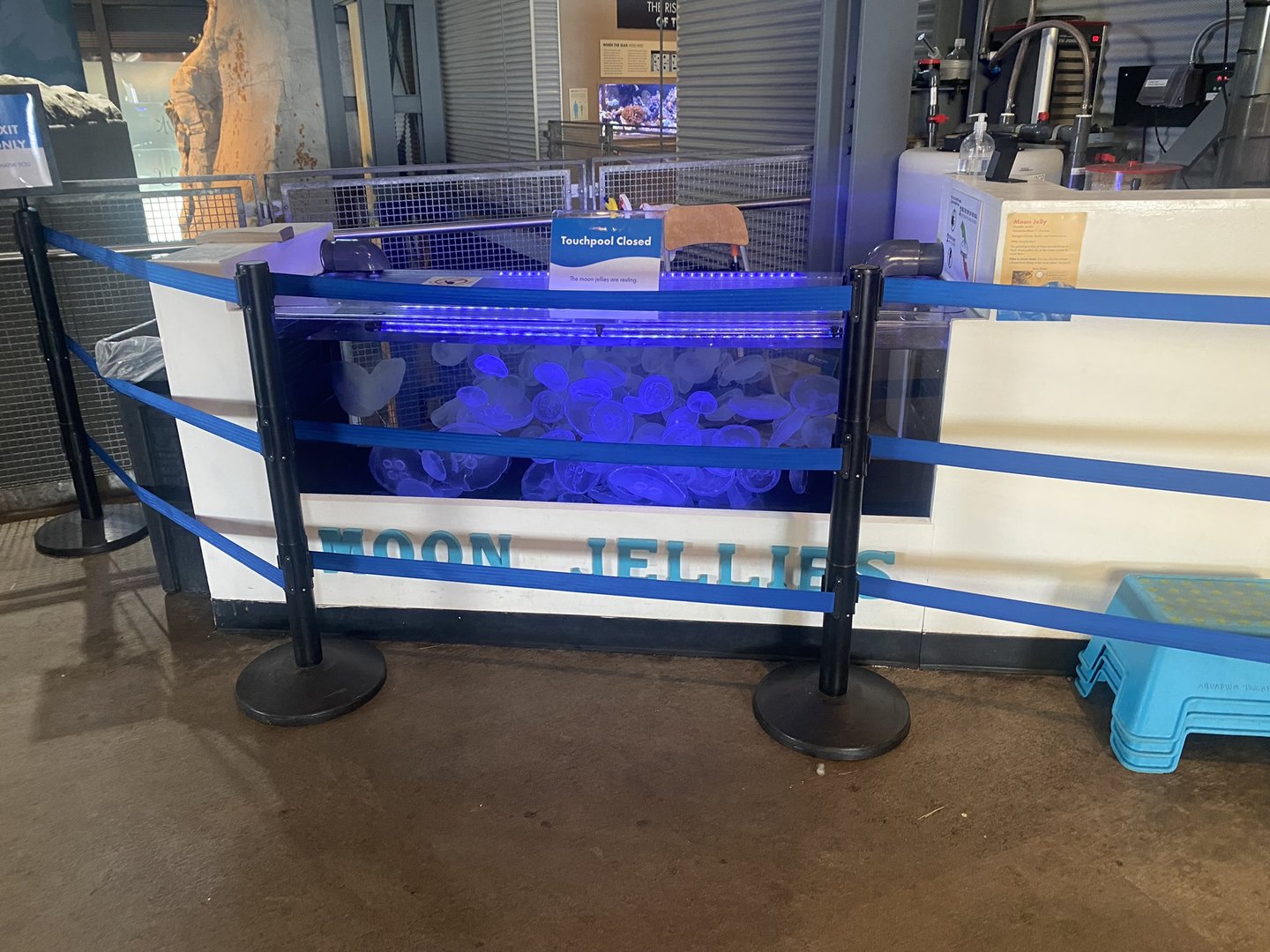 Moon Jellyfish Touch tank