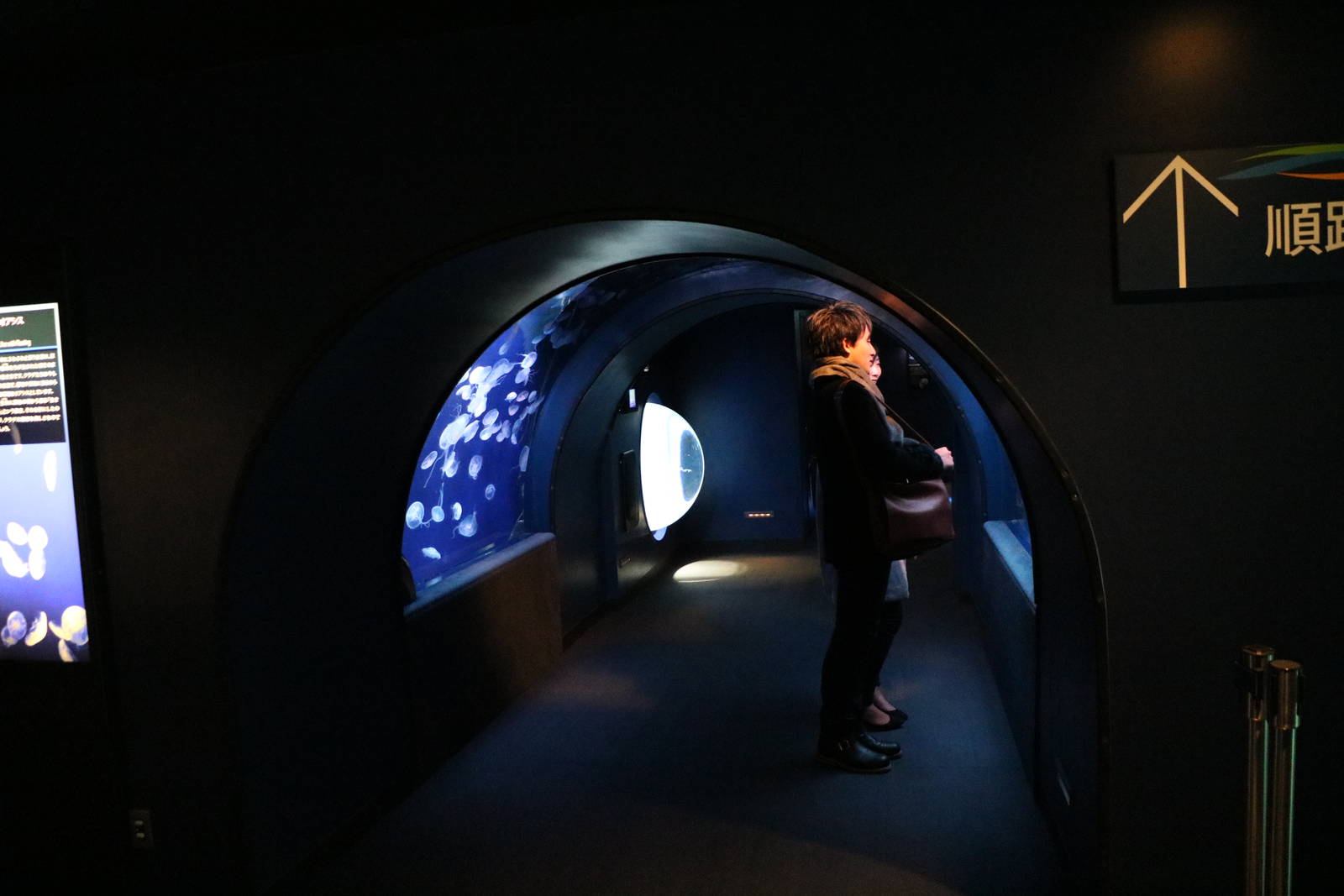 Moon jellyfish tunnel- Sunshine Aquarium Tokyo, February 2016