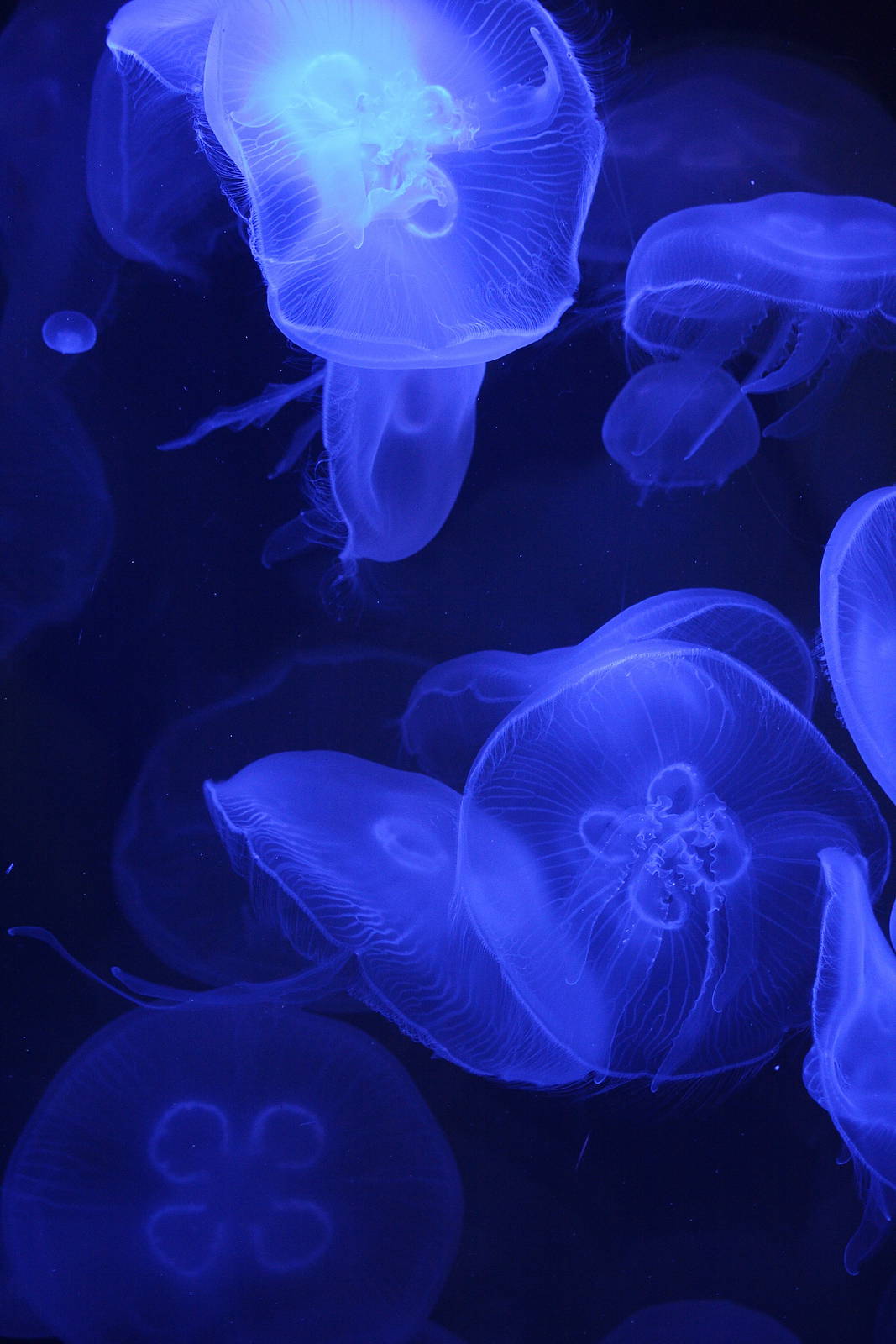 Moon jellyfish