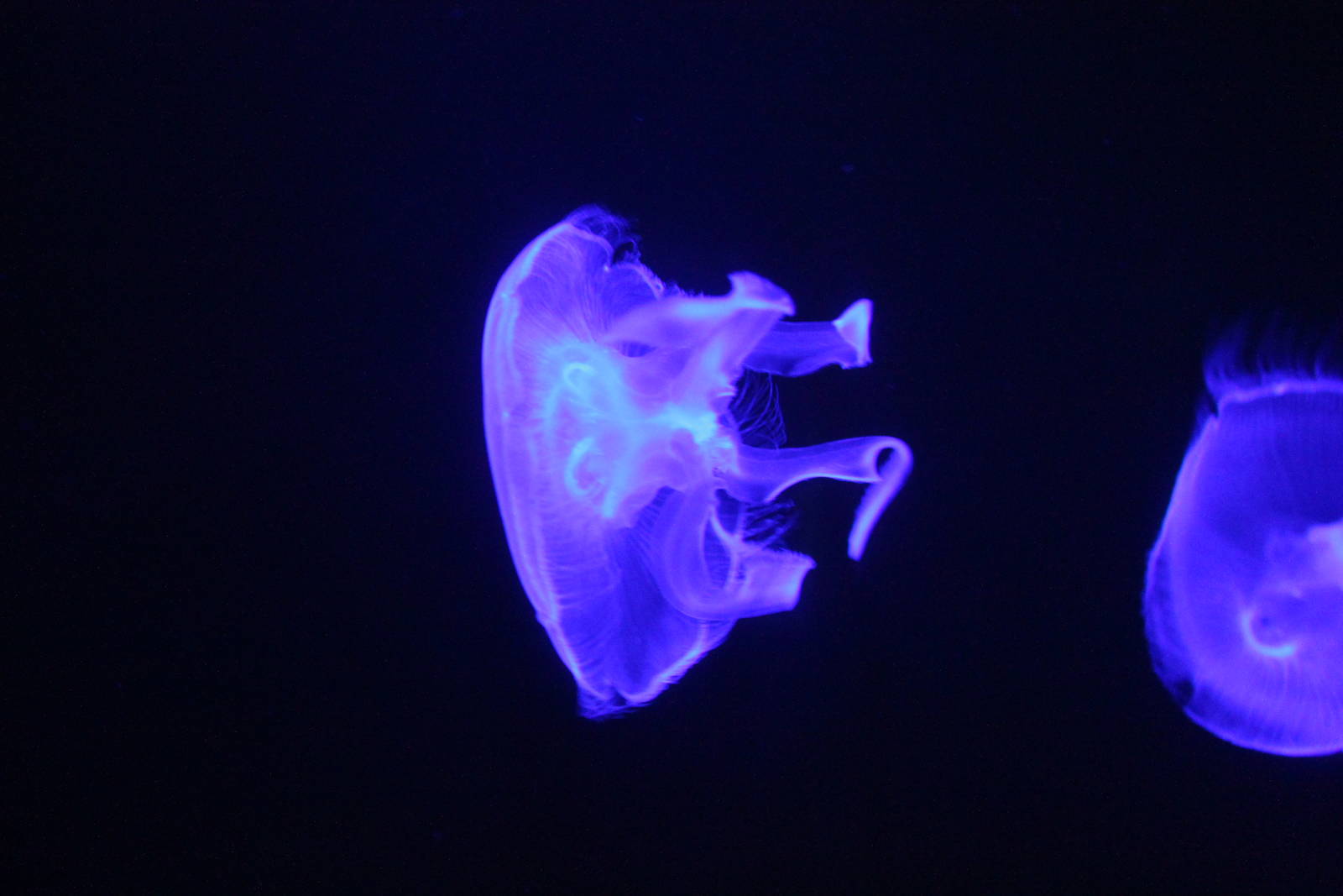 Moon Jellyfish