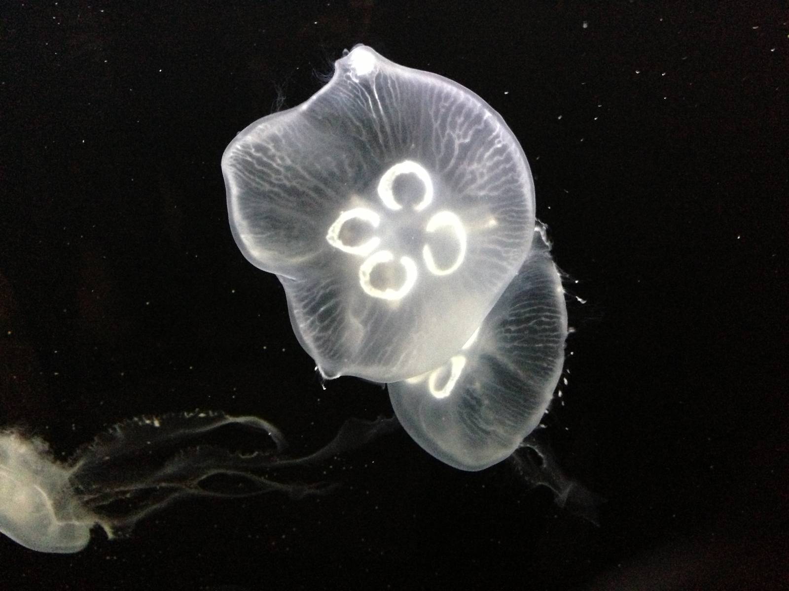 Moon Jellyfish