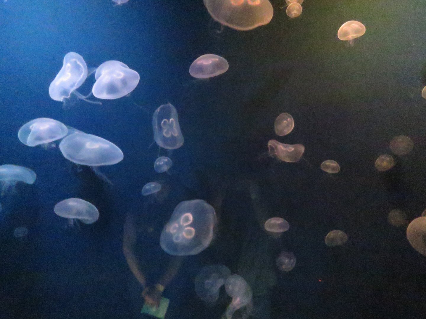 Moon jellyfish