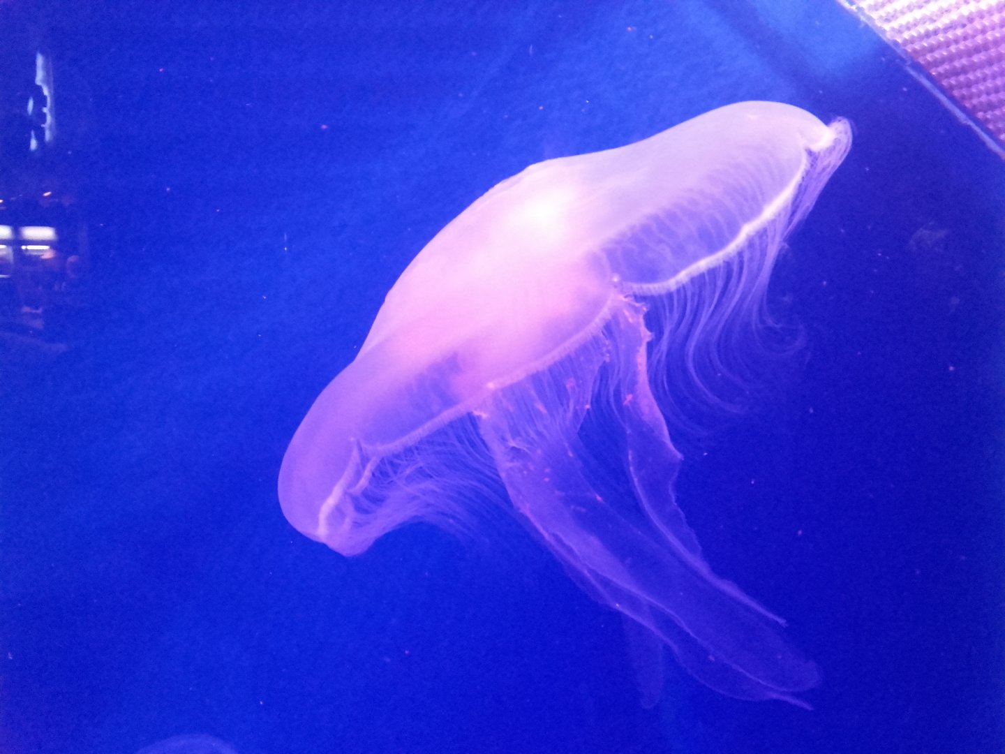 Moon jellyfish