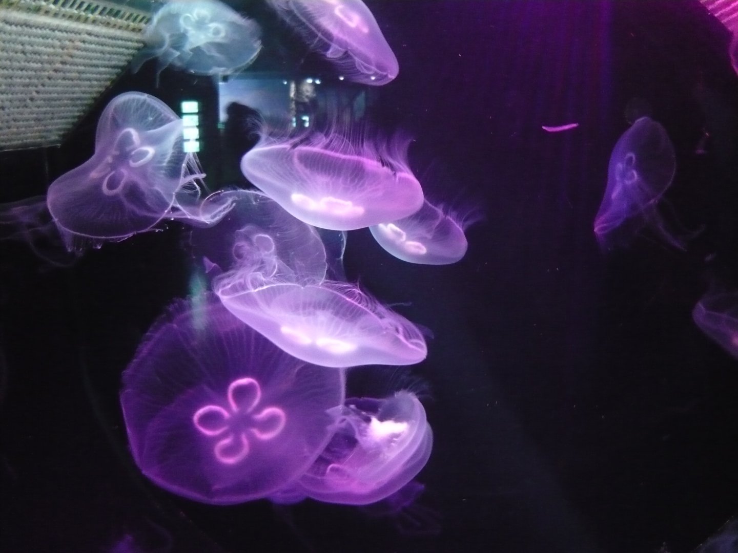 Moon jellyfish