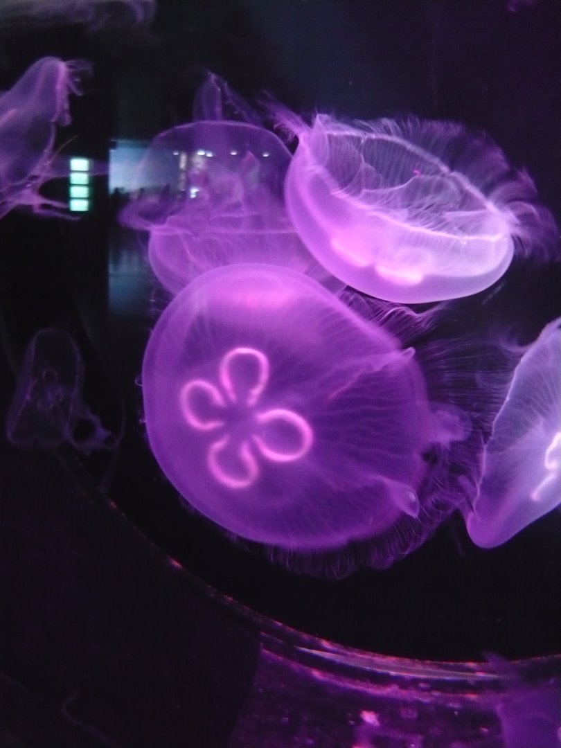 Moon jellyfish