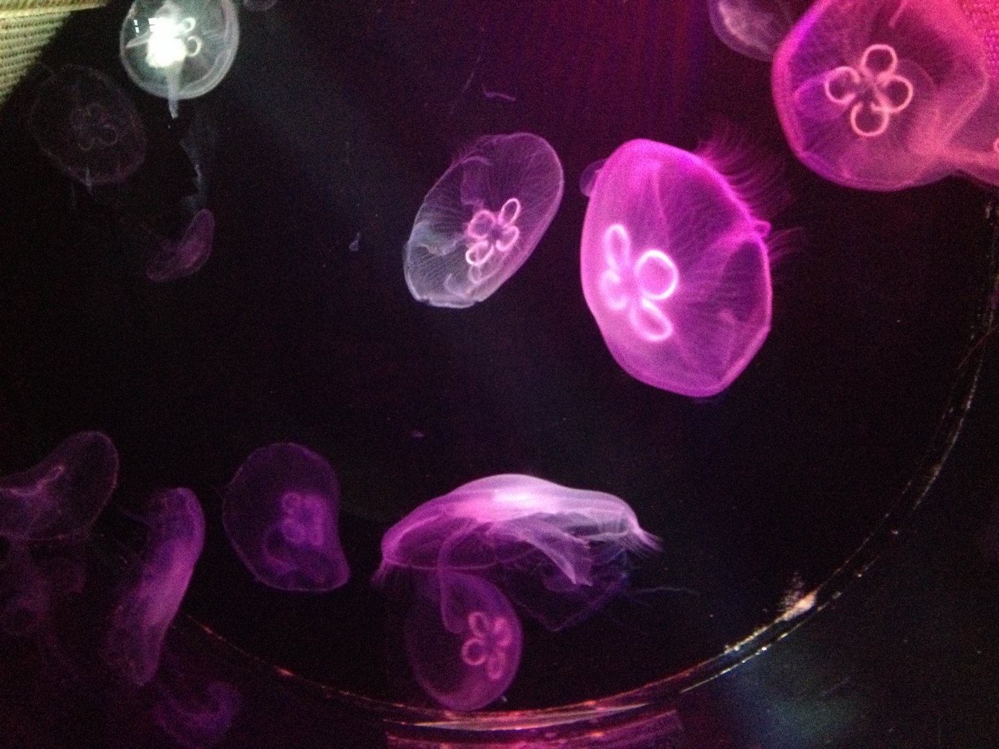 Moon jellyfish