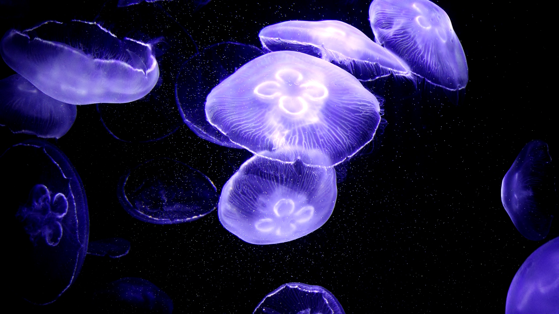 Moon Jellyfish