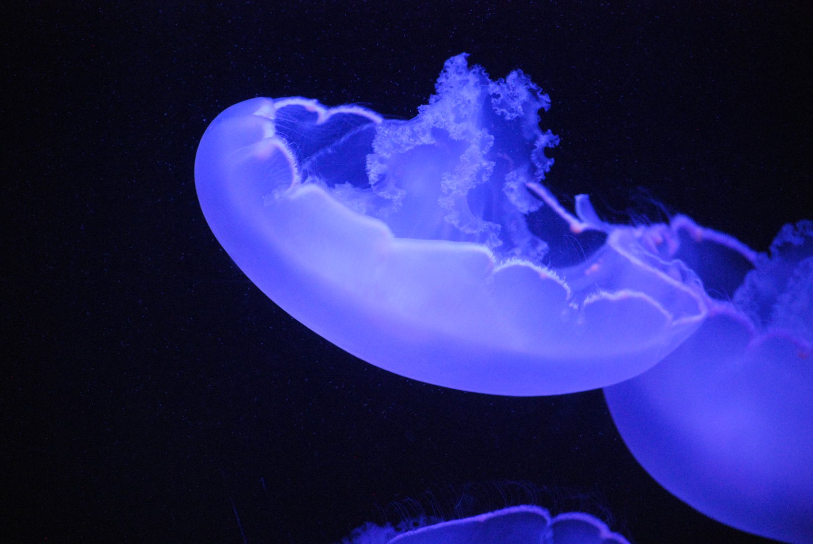 Moon Jellyfish