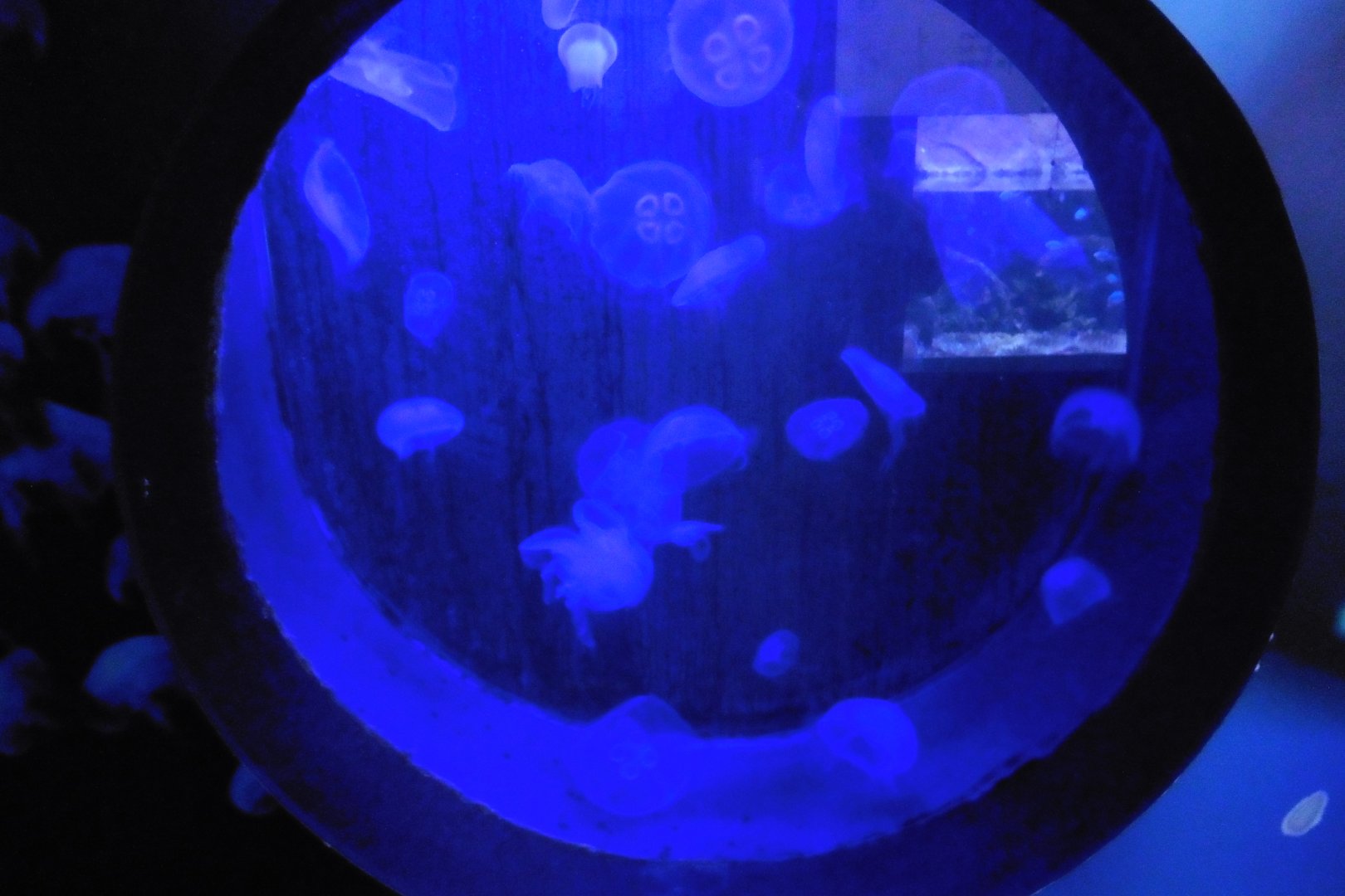Moon Jellyfish