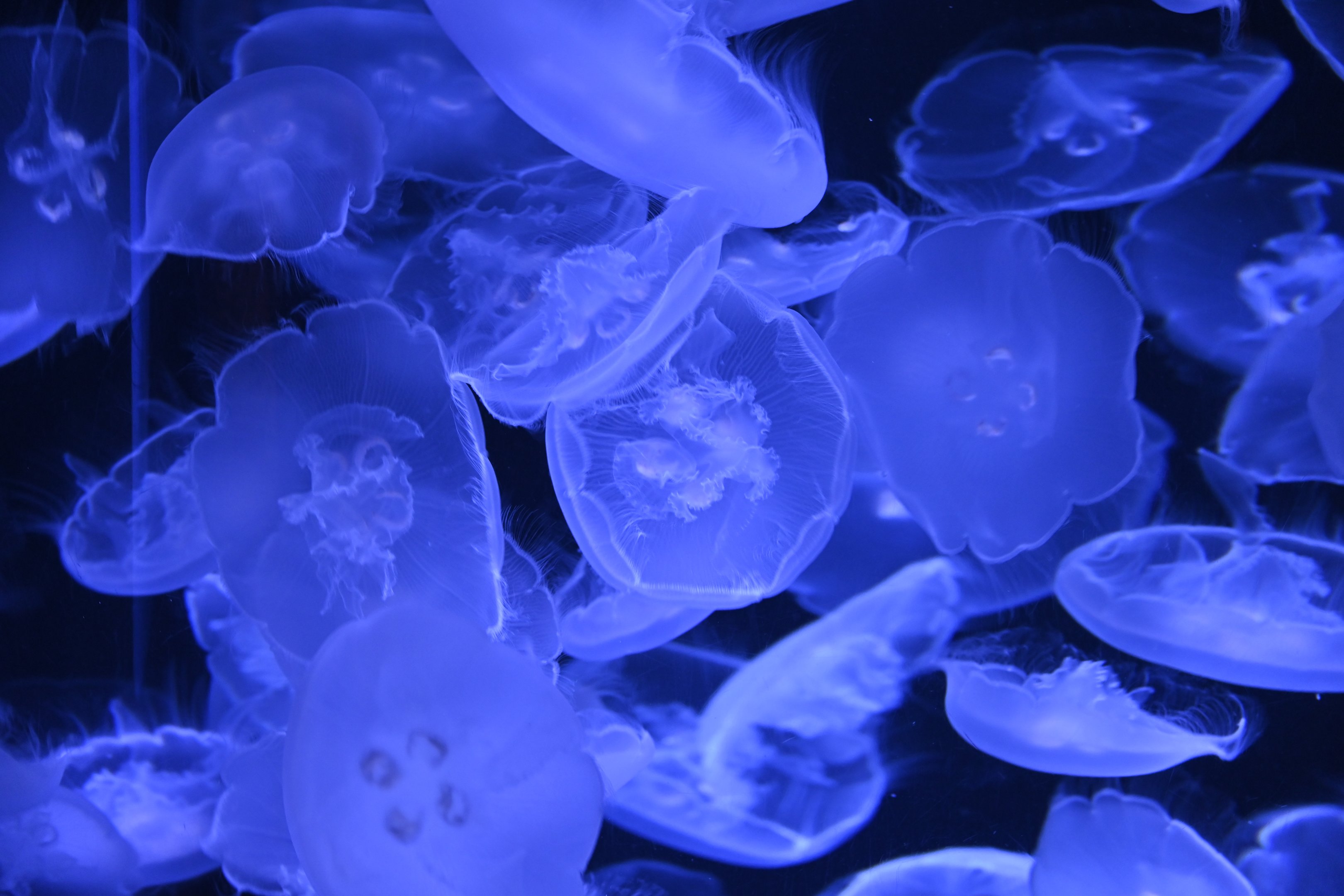 Moon Jellyfish