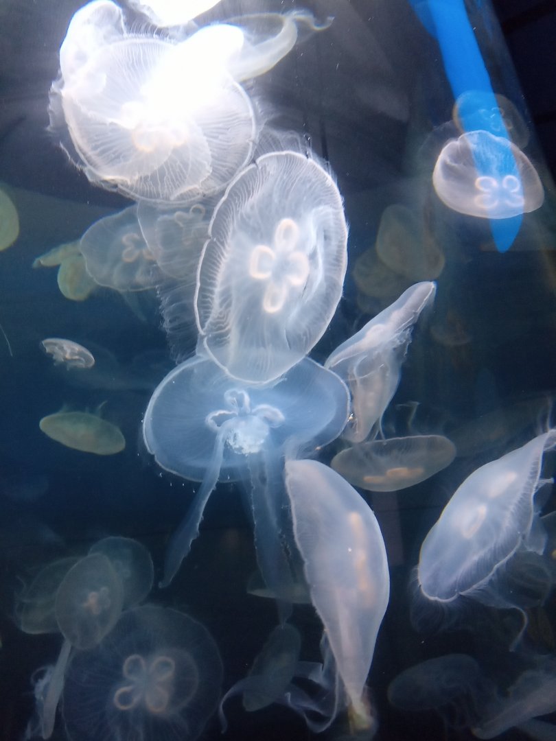 Moon jellyfish