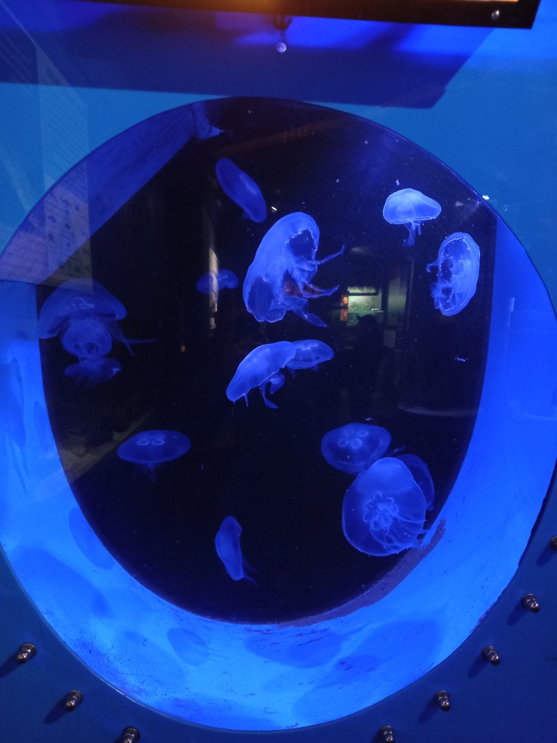 Moon Jellyfish