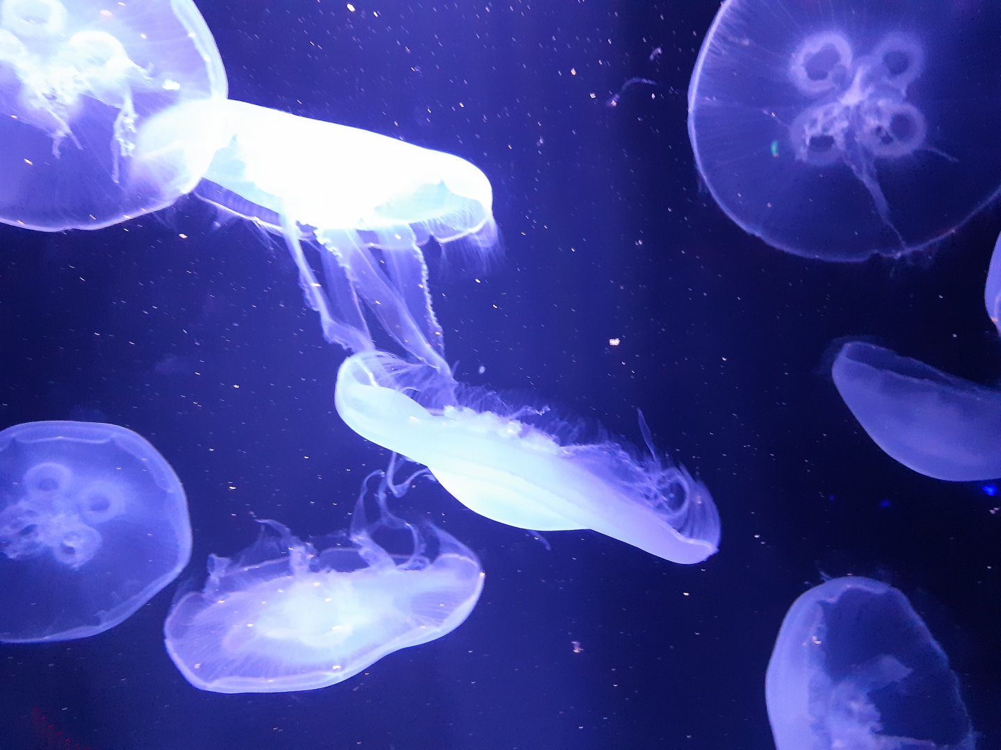 Moon Jellyfish
