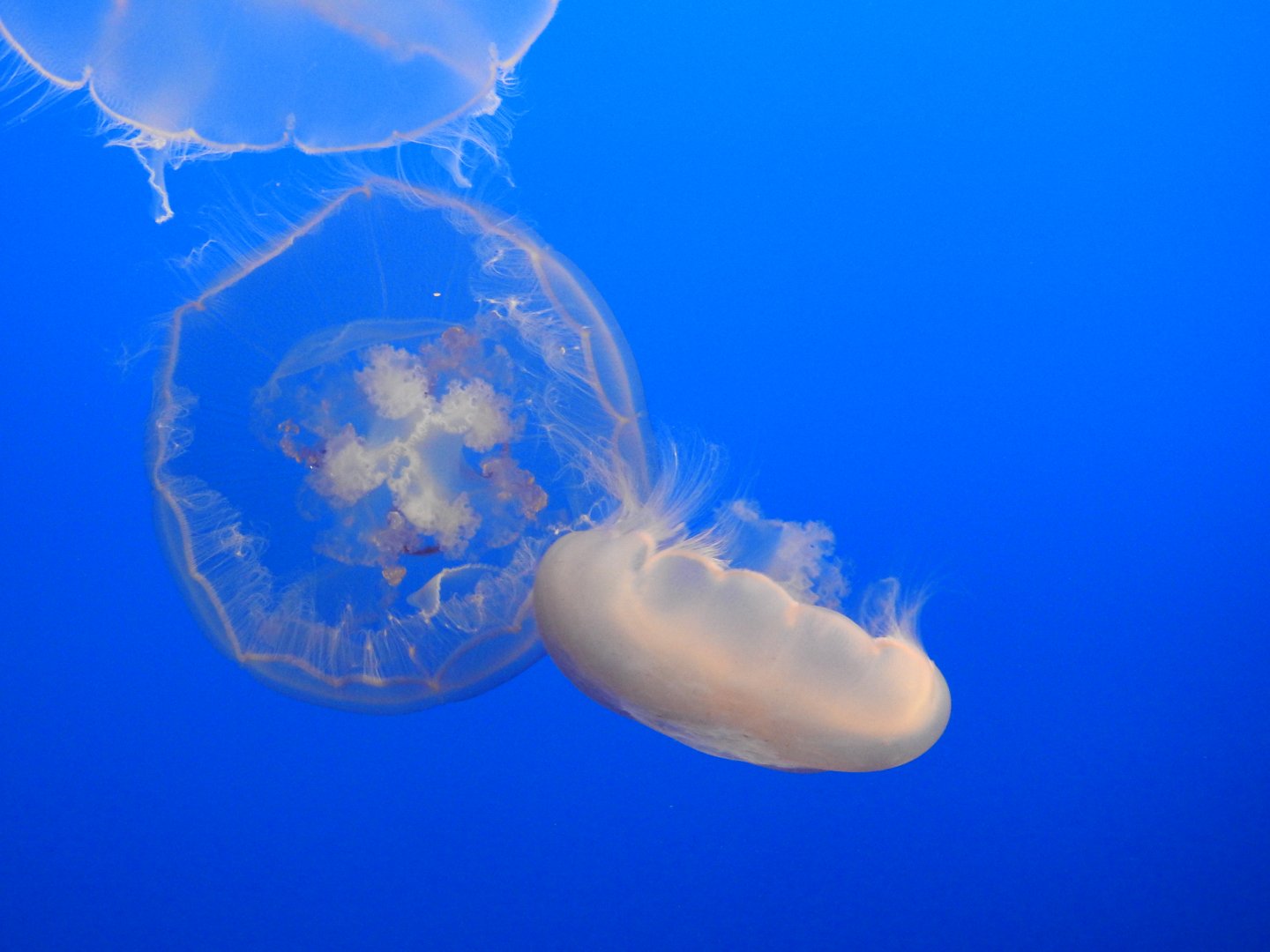 Moon Jellyfish