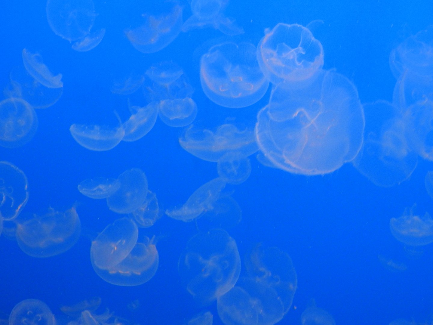 Moon Jellyfish